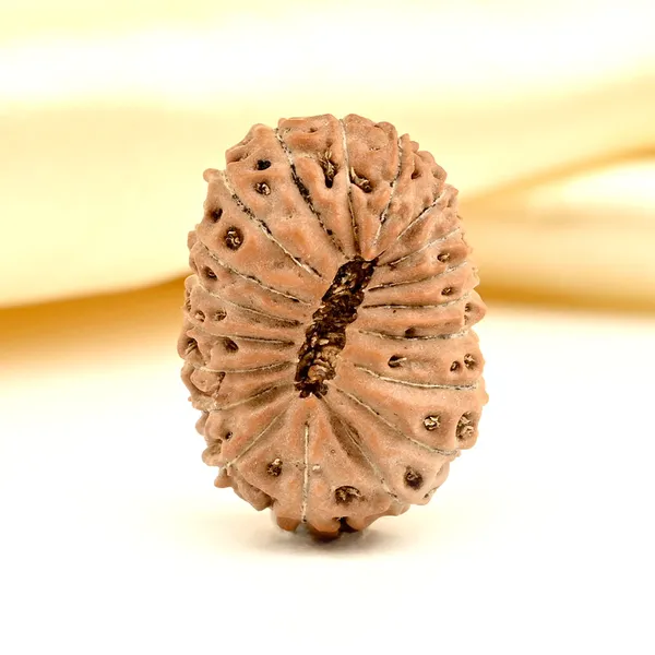 Techpandit_19_Mukhi_Rudraksha_Bead_Indonesia_Large