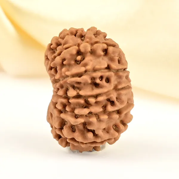 12_Mukhi_From_Nepal_Small_Cdlxvi