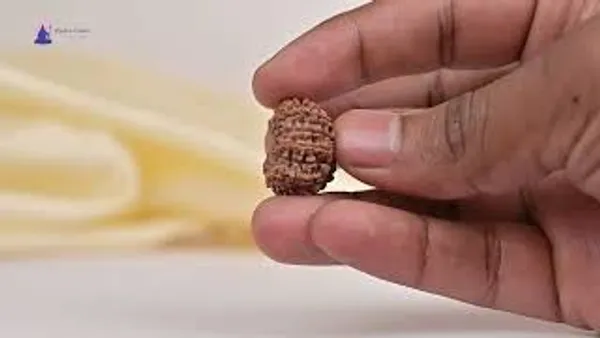14_Mukhi_From_Nepal_Tiny_L