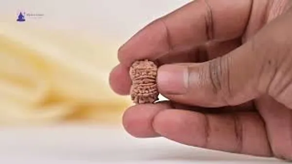 14_Mukhi_Rudraksha_Bead_Nepal_Tiny