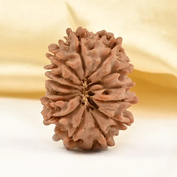 14_Mukhi_Rudraksha_Bead_Nepal_Tiny