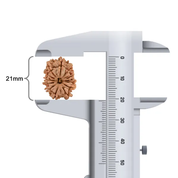 14_Mukhi_Rudraksha_Bead_Nepal_Tiny