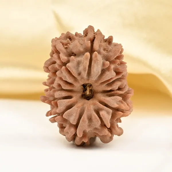 14_Mukhi_Rudraksha_Bead_Nepal_Tiny