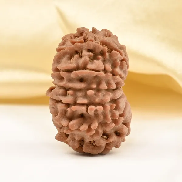 14_Mukhi_Rudraksha_Bead_Nepal_Tiny