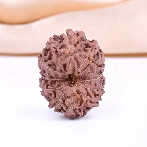 13_Mukhi_From_Java_Indonesia_Ccxxi