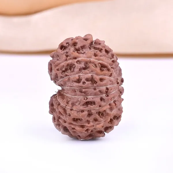 13_Mukhi_From_Java_Indonesia_Ccxxi