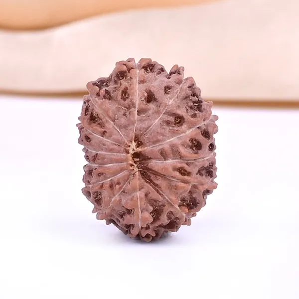 13_Mukhi_From_Java_Indonesia_Ccxxi