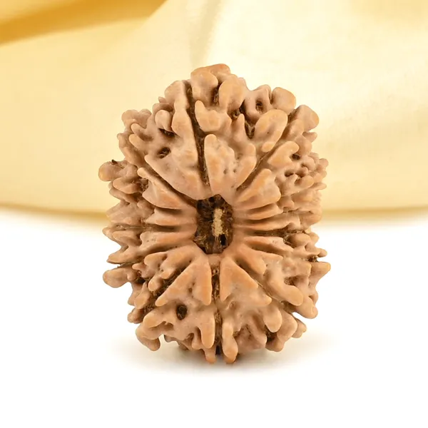 13_Mukhi_From_Nepal_Small_Cccxcii