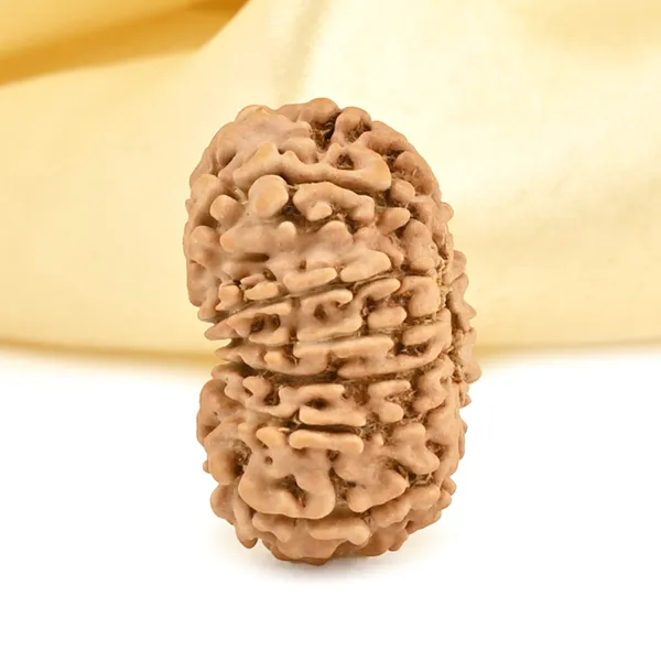 13_Mukhi_From_Nepal_Small_Cccxcii