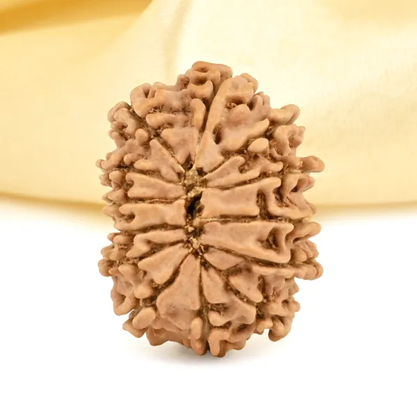 13_Mukhi_From_Nepal_Small_Cccxcii