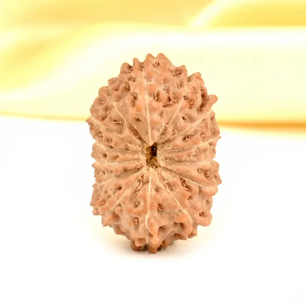 14_Mukhi_From_Java_Indonesia_Small_Cdxli