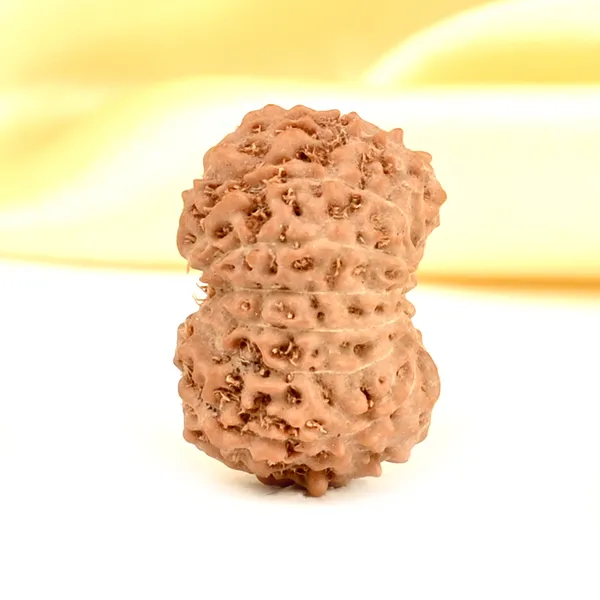 14_Mukhi_From_Java_Indonesia_Small_Cdxli