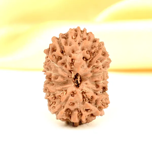 14_Mukhi_From_Java_Indonesia_Small_Cdxli