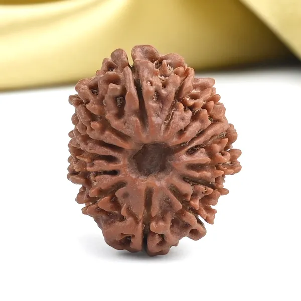 14_Mukhi_From_Nepal_Small_Ccxii