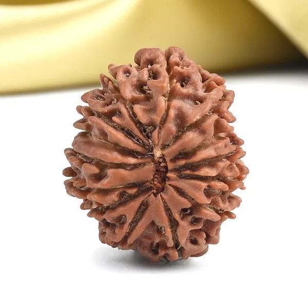 14_Mukhi_From_Nepal_Small_Ccxii