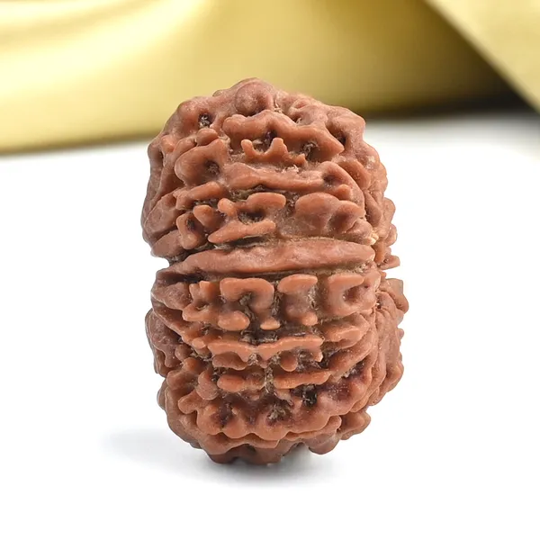 14_Mukhi_From_Nepal_Small_Ccxii