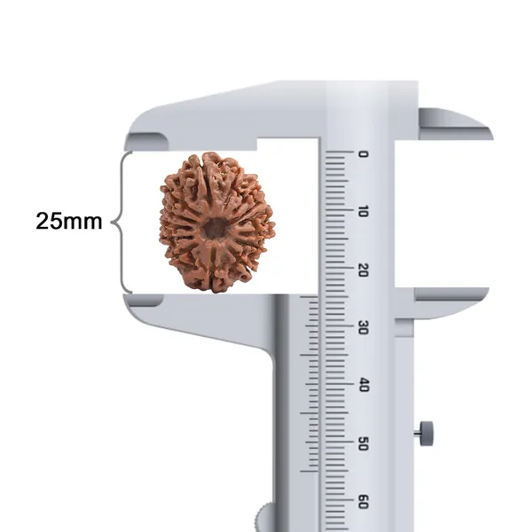 14_Mukhi_From_Nepal_Small_Ccxii