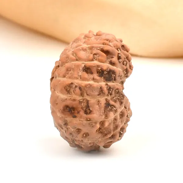14_Mukhi_From_Java_Indonesia_Large_Clxii