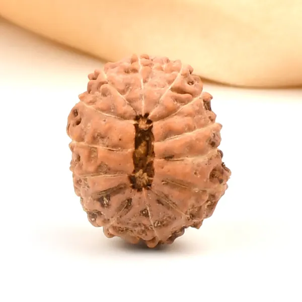 14_Mukhi_From_Java_Indonesia_Large_Clxii