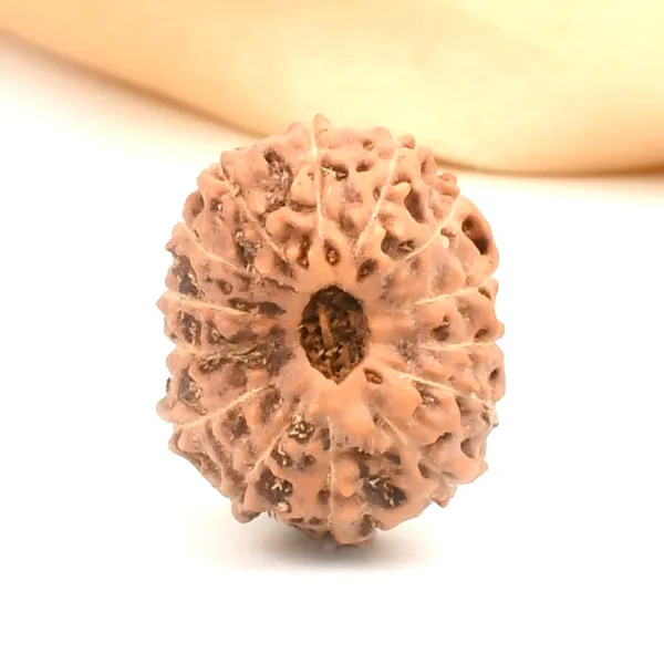 14_Mukhi_From_Java_Indonesia_Large_Clxii