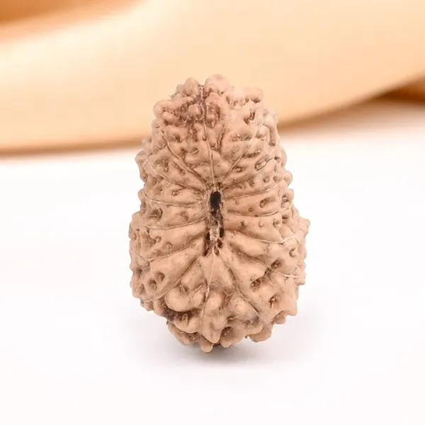 15_Mukhi_Java_Rudraksha_Bead_For_Emotional_Balance
