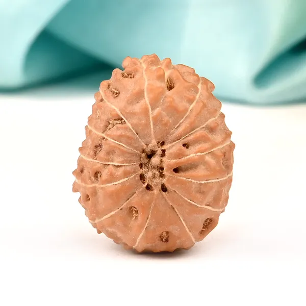 13_Mukhi_Rudraksha_Bead_Indonesia_Large