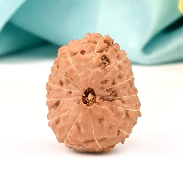 13_Mukhi_Rudraksha_Bead_Indonesia_Large
