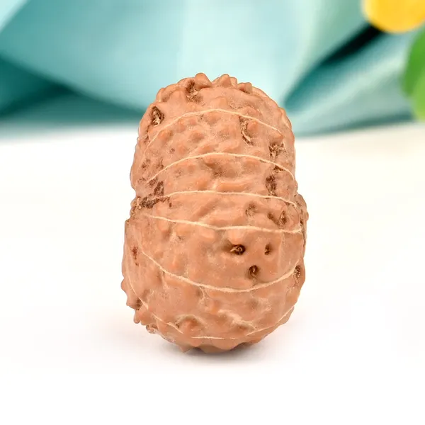 13_Mukhi_Rudraksha_Bead_Indonesia_Large