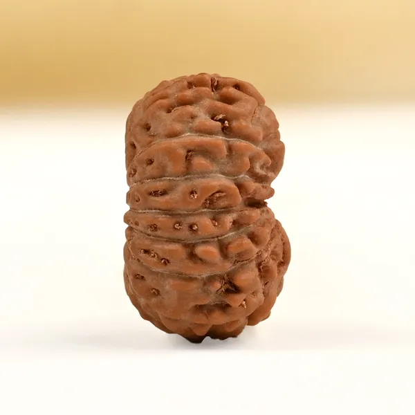 16_Mukhi_From_Java_Indonesia_Small_Clxxx