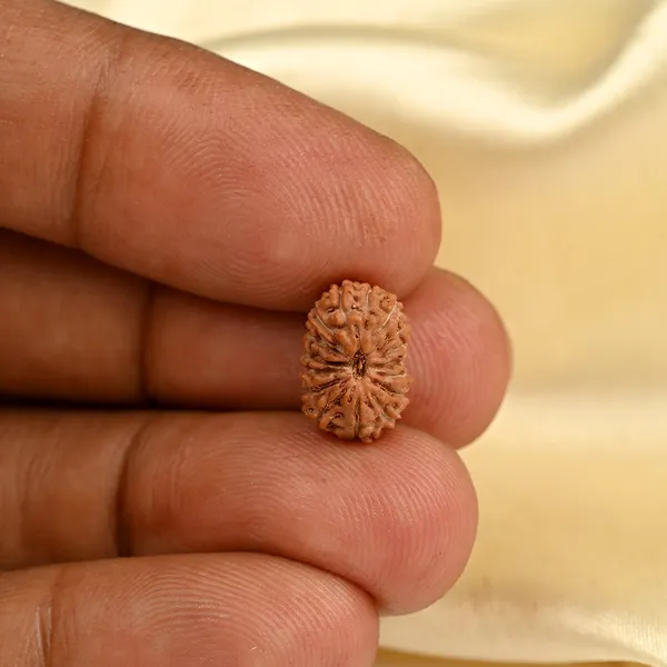 16_Mukhi_From_Java_Indonesia_Small_Clxxx