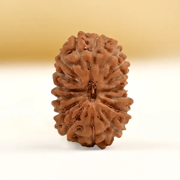 16_Mukhi_From_Java_Indonesia_Small_Clxxx