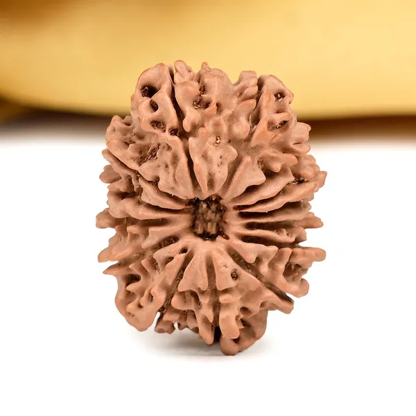14_Mukhi_From_Nepal_Ccxxxi