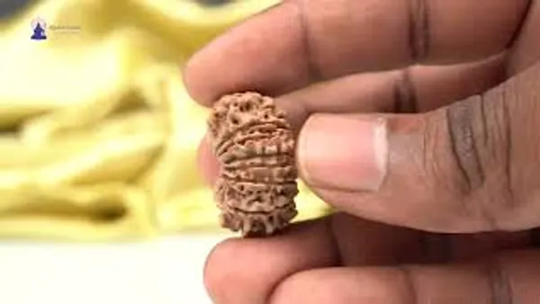 14_Mukhi_From_Nepal_Ccxxxi