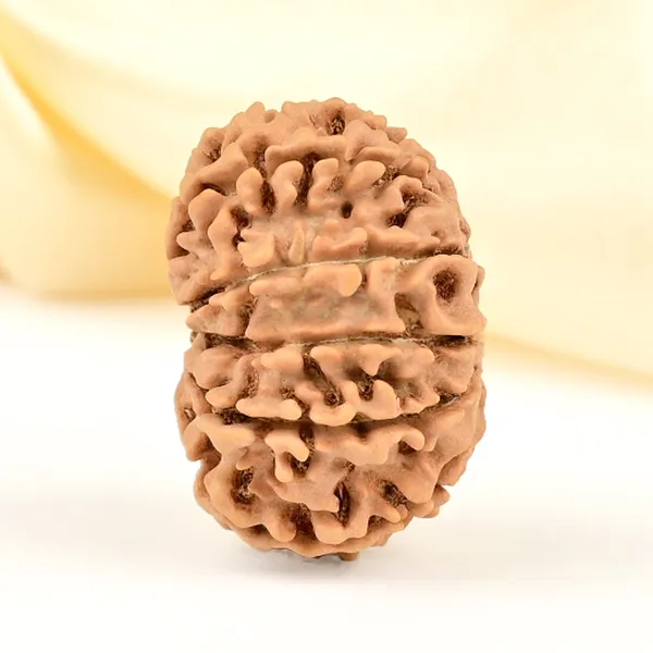 12_Mukhi_From_Nepal_Small_Cdlxii