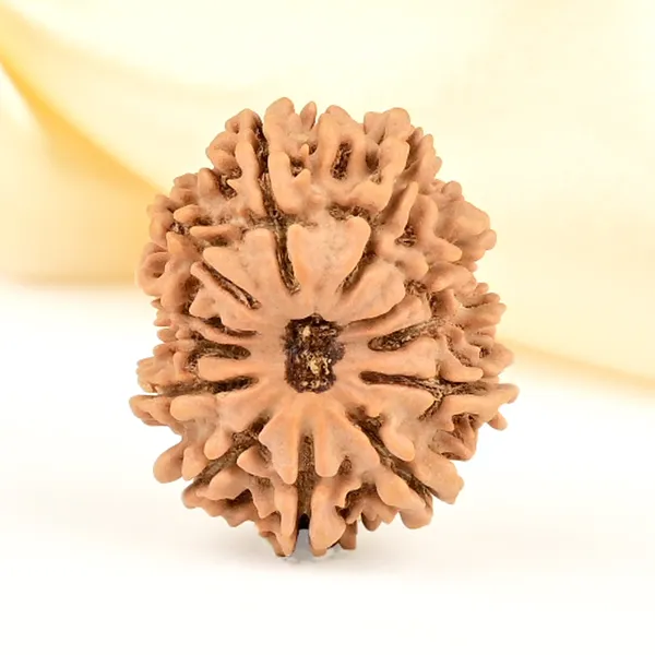 12_Mukhi_From_Nepal_Small_Cdlxii