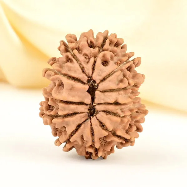 12_Mukhi_From_Nepal_Small_Cdlxii