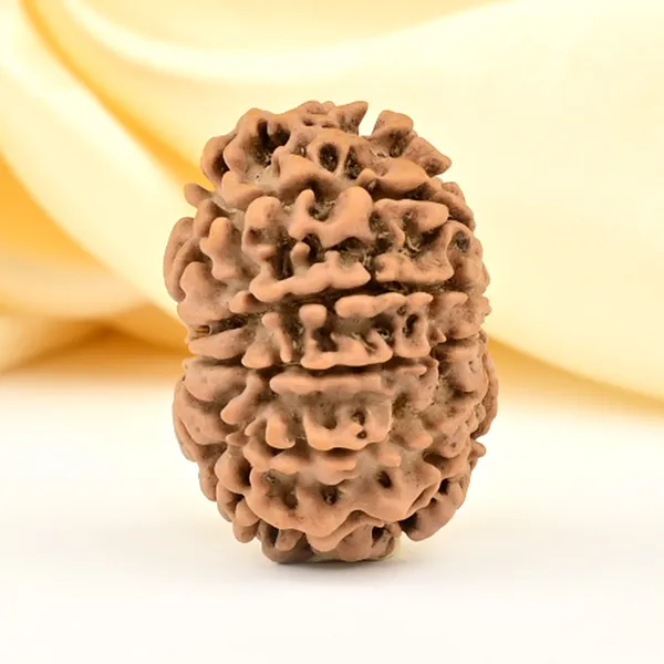 12_Mukhi_From_Nepal_Small_Cdl