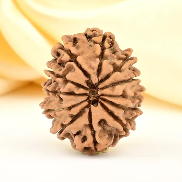 12_Mukhi_From_Nepal_Small_Cdl