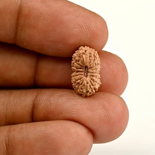 Techpandit_17_Mukhi_Rudraksha_Bead_Indonesia