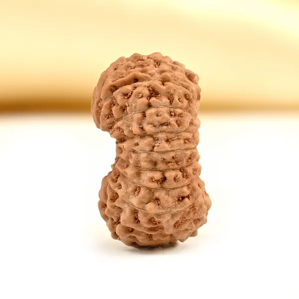 Techpandit_17_Mukhi_Rudraksha_Bead_Indonesia