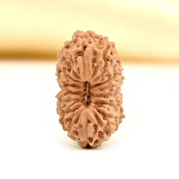 Techpandit_17_Mukhi_Rudraksha_Bead_Indonesia