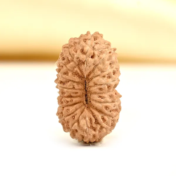 Techpandit_17_Mukhi_Rudraksha_Bead_Indonesia
