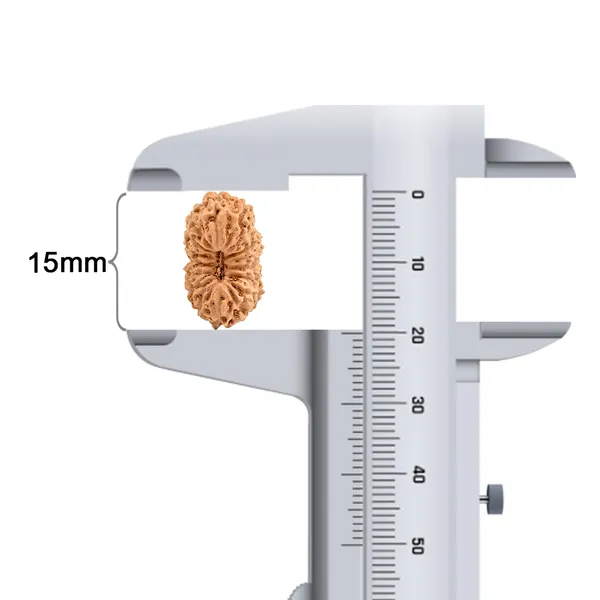 Techpandit_17_Mukhi_Rudraksha_Bead_Indonesia