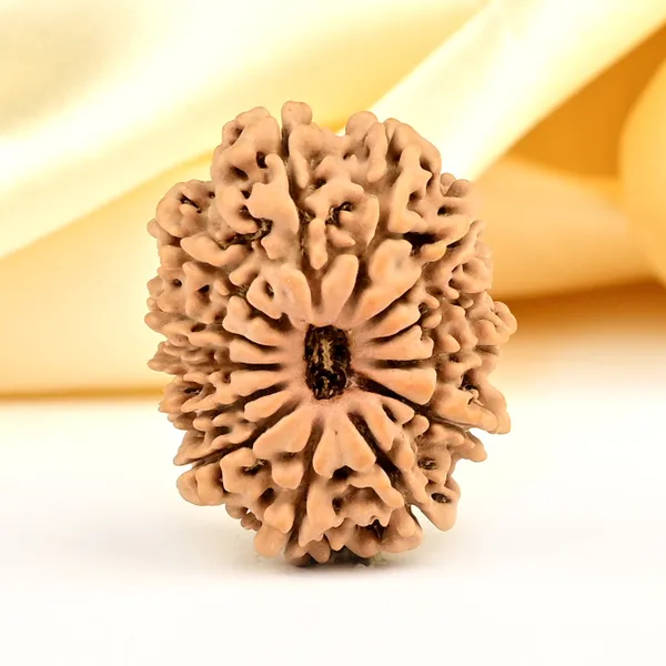 13_Mukhi_From_Nepal_Small_Ccclxxxiv