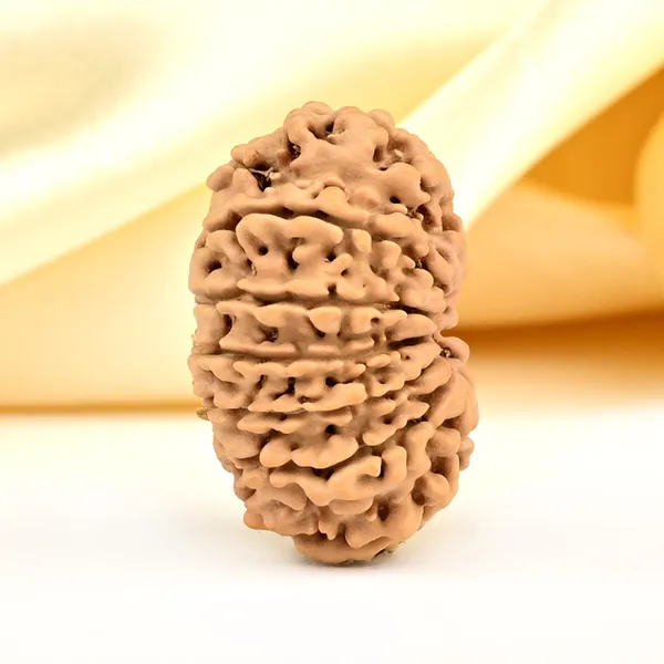 13_Mukhi_From_Nepal_Small_Ccclxxxiv