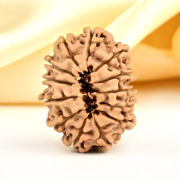 13_Mukhi_From_Nepal_Small_Ccclxxxiv