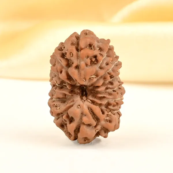 14_Mukhi_Rudraksha_Bead_Indonesia_Brown_Deva_Mani
