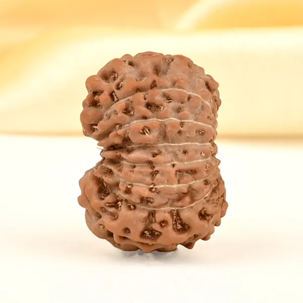 14_Mukhi_Rudraksha_Bead_Indonesia_Brown_Deva_Mani