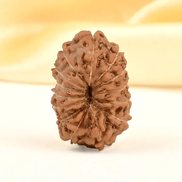 14_Mukhi_Rudraksha_Bead_Indonesia_Brown_Deva_Mani