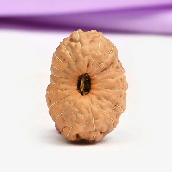 18_Mukhi_From_Java_Indonesia_Large_Xcvi